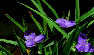 兰花草的寓意象征 关于兰花草的寓意象征