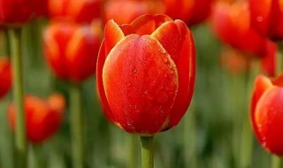 郁金香的象征意义 郁金香代表着什么