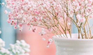 满天星的花语及寓意有哪些 满天星花介绍