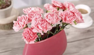 康乃馨象征意义有哪些呢 康乃馨象征意义介绍