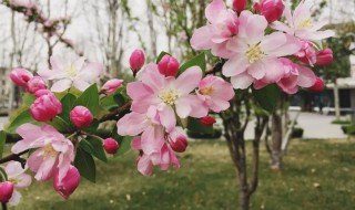 海棠的寓意象征是什么 海棠的寓意象征是什么意思呢