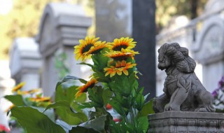 向日葵花语的含义是什么 向日葵花语的含义