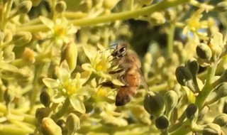 橄榄树寓意何在 橄榄树有何寓意