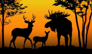 梅花鹿的寓意 梅花鹿的寓意简单介绍