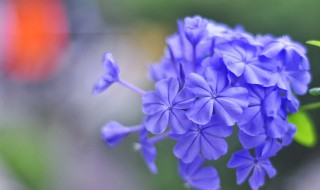 蓝雪花的寓意是什么 蓝雪花的花语