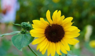 梦见向日葵花是什么意思 梦见向日葵花的解说