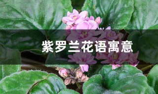 紫罗兰的花语和寓意 紫罗兰的花语和寓意是什么