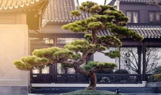 黑松的寓意和象征 黑松的寓意是什么