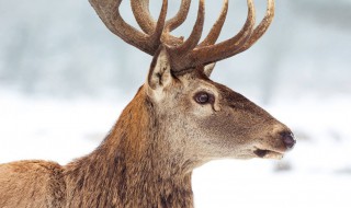 麋鹿的美好寓意 麋鹿的寓意介绍