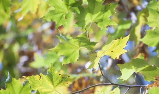 语桐的寓意 语桐的寓意是什么