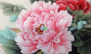 牡丹花的寓意是什么 牡丹花的象征意义