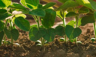 自制花土如何存放 自制花土怎么存放