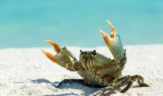 如何存放蟹钳 蟹钳如何存放