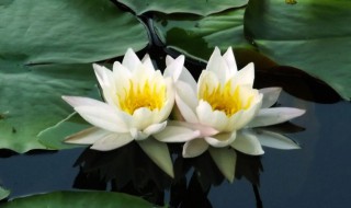 并蒂莲花语象征意义是什么 并蒂莲花语是什么