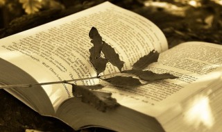 胴体的意思 胴体的解释