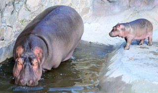 河马什么意思 河马意思是什么