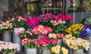 各种花的含义及各种花的花语 花语简介