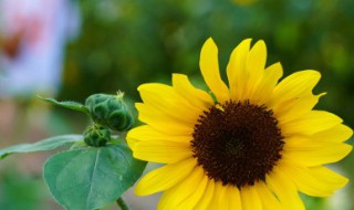 向日葵送一三五朵代表什么意思 向日葵送一三五朵代表啥意思