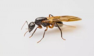 会飞的蚂蚁飞家里了怎么处理 会飞的蚂蚁飞家里了如何处理