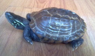 我滴个龟龟是什么意思 我滴个龟龟意思是什么