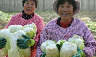 立秋后种什么蔬菜最好 立秋后可以种哪些菜