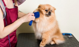 第一窝小狗不能自家养 为什么第一窝小狗不能自家养