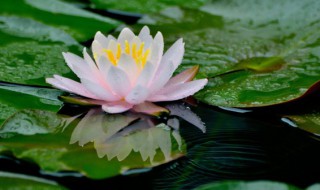 什么人不能念阿弥陀佛 有什么人不能念阿弥陀佛吗