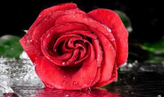 玫瑰花送11朵好还是19朵 玫瑰花送11朵或者19朵好