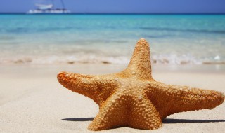 海洋中海星通常有几个脚 关于海星有几个脚介绍