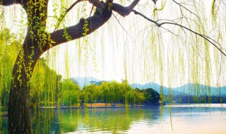 杨柳风的意思是什么 杨柳风的意思