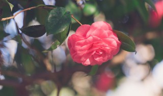 关于描写山茶花样子的作文 描写山茶花的作文怎么写