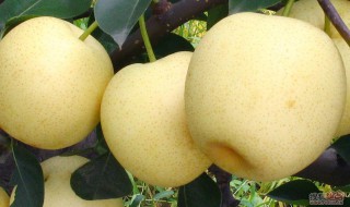 皇冠梨几月份成熟 皇冠梨成熟时间