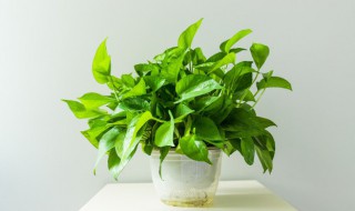 新房装好了放什么草花最好 新房装好了放的草花