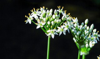 胃不好的人可以吃韭菜花吗 胃不好的人能吃韭菜花吗