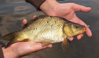 三伏天钓鲤鱼用什么饵 三伏天钓鲤鱼用的饵料