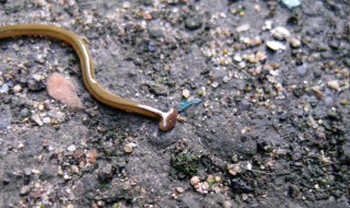 笄蛭涡虫咬人吗 关于笄蛭涡虫咬人的说法