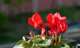 为什么仙客来的叶子会变黄 仙客来的叶子会变黄原因