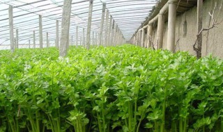 芹菜空心的原因是什么 芹菜空心的原因