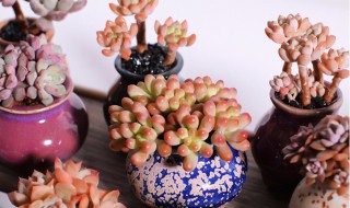 多肉怎么控型 多肉如何控型