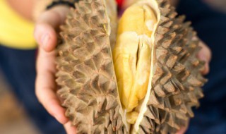 榴莲煲汤用什么鸡煲好 榴莲煲汤用的鸡品种