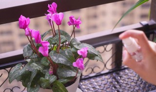仙客来浇水能浸盆吗 仙客来浇水能不能浸盆