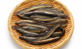 泥鳅为什么怕盐 泥鳅会为什么怕盐