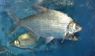 鳊鱼怎么钓 不信你明天试试