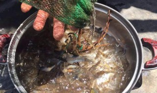 河虾诱捕饵料配方 一捉一大笼