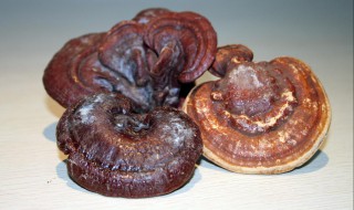 野生灵芝与种植灵芝的区别 6点区分野生灵芝与种植灵芝