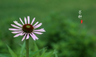 1992年芒种是几点几分 给大家解释一下