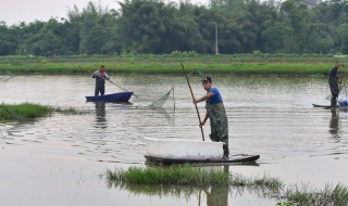 养龙虾池塘怎么挖 什么适合养龙虾池塘