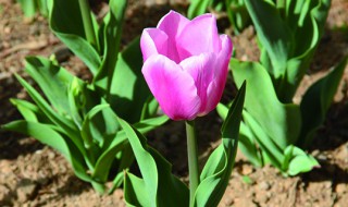 郁金香为什么会黄叶 郁金香黄叶原因