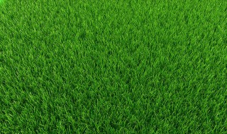 草绿色配什么颜色最搭 视觉冲击