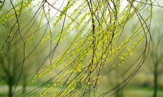 柳树靠什么传播种子 万条垂下绿丝绦